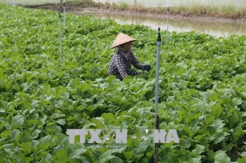 Nông dân Tiền Giang chuyển đổi trồng rau màu để tránh thiên tai