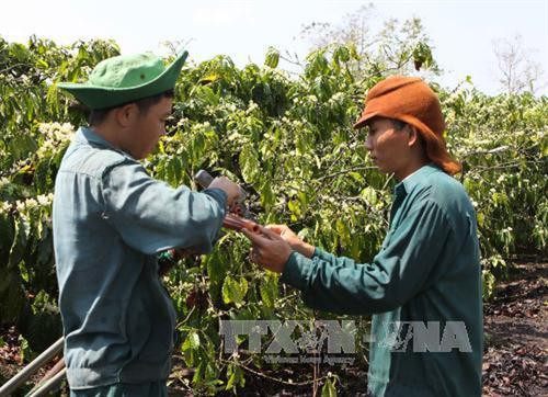 Trên 900 ha cà phê chè ở Lâm Đồng bị bọ xít muỗi tấn công