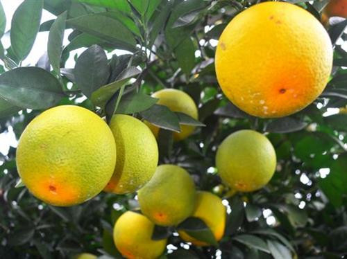 Xác lập chỉ dẫn địa lý “Vinh” cho sản phẩm cam quả