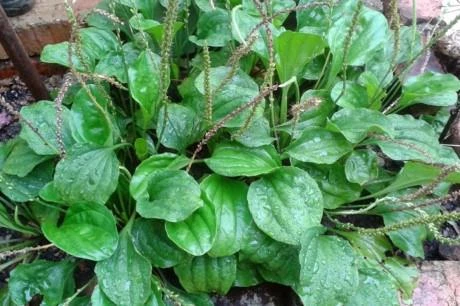 Kỹ thuật trồng cây mã đề 