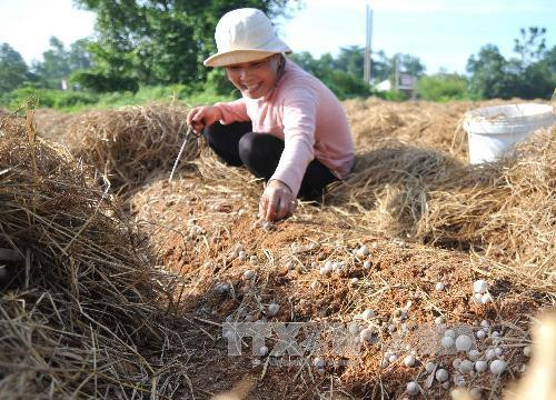 Trồng nấm rơm cho nông dân Sóc Trăng thu nhập cao