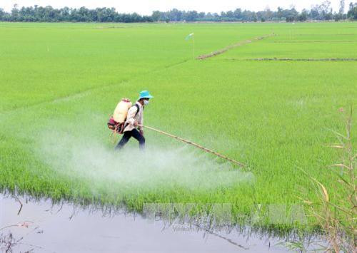 Những dịch bệnh hại cần chú ý trong tuần từ 24-30/4