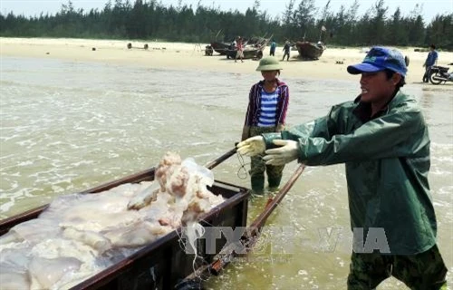 Đề xuất những giải pháp xử lý môi trường biển miền Trung
