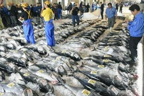 Lý giải nguyên nhân hàm lượng thủy ngân cao trong cá biển