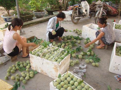 Nhộn nhịp mùa na trên đất vùng cao La Hiên
