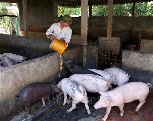 Cách phòng và trị bệnh tụ huyết trùng ở Heo