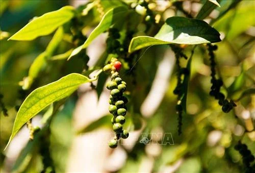 Phát triển thương hiệu hồ tiêu Hà Tiên