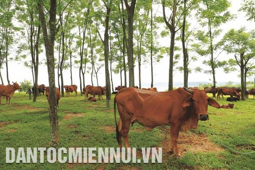 Nuôi bò 3B đem lại hiệu quả kinh tế cao tại Ba Vì