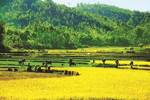 Quảng Ngãi phát triển cây lúa nước ở 6 huyện miền núi