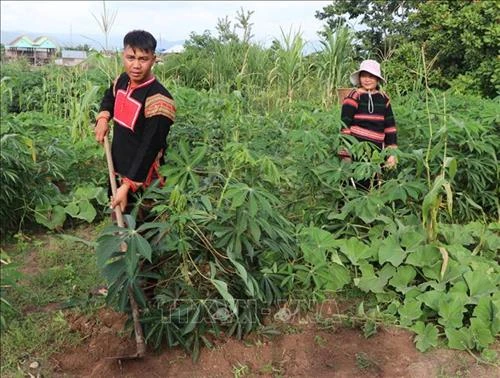 Ngày càng nhiều thanh niên dân tộc thiểu số ở Gia Lai lập nghiệp thành công