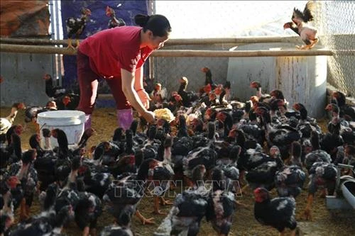 Gà đỏ Đồng Dầy – Thương hiệu làm giàu của xã An Khang