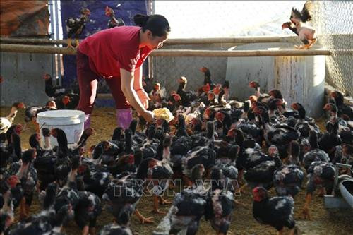 Gà đỏ Đồng Dầy – Thương hiệu làm giàu của xã An Khang
