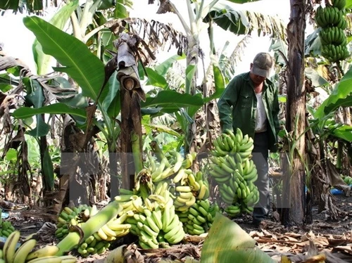 Kỹ thuật trồng và chăm sóc cây chuối