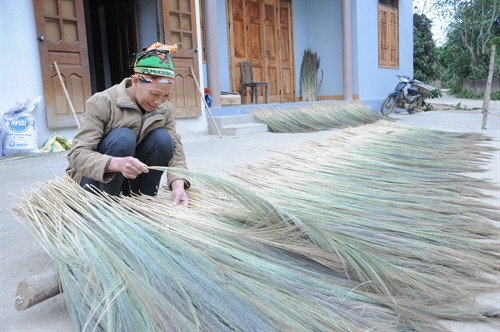 Bắc Kạn xóa đói giảm nghèo nhờ cây chít