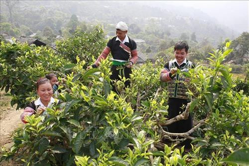 Nhiều giải pháp nhằm duy trì vùng chè Văn Chấn