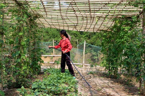 Bắc Kạn phát triển vùng rau hàng hóa