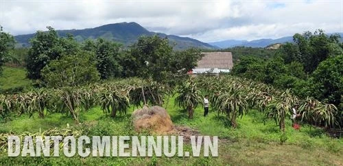Thanh Long ruột đỏ - Cây xóa nghèo ở Kon Rẫy