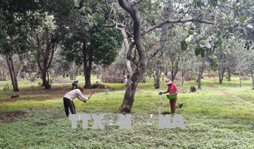 Bình Phước khuyến cáo nhà nông thận trọng khi trồng giống điều mới