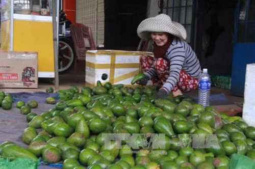 Nâng tầm sản phẩm bơ trái Đắk Nông