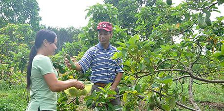 Làm giàu từ nông nghiệp sạch ở Đắk Tô 