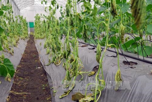 Điều tra vụ hàng ngàn gốc dưa lưới bị kẻ gian phá hoại ở Thành phố Hồ Chí Minh