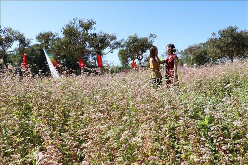 Hoa Tây Bắc tô sắc xuân trên Tây Nguyên