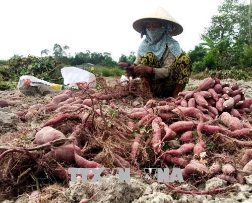 Hiệu quả mô hình trồng khoai lang Nhật tại Quảng Ngãi