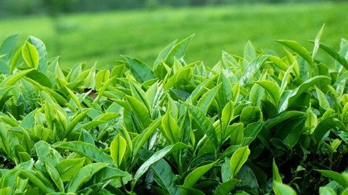 Ninh Bình phát triển thương hiệu chè xanh Ba Trại