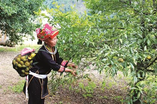 Nông dân Lạng Sơn học tập và làm theo lời Bác
