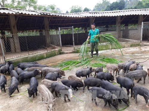 Kỹ thuật chọn lợn rừng giống