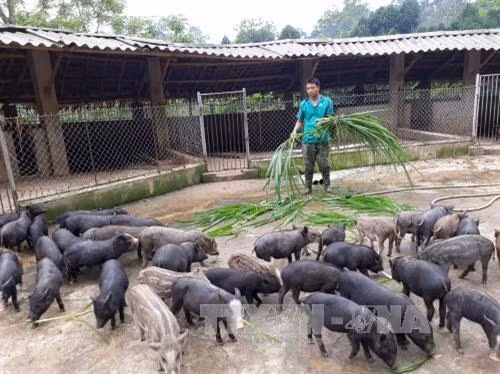 Kỹ thuật chọn lợn rừng giống
