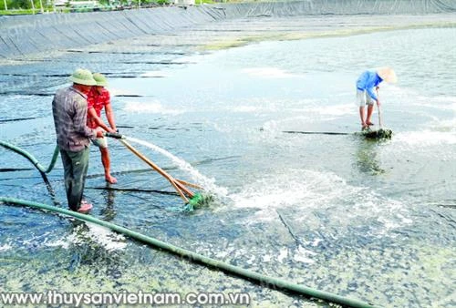 Nuôi tôm thẻ chân trắng trải bạt nền đáy