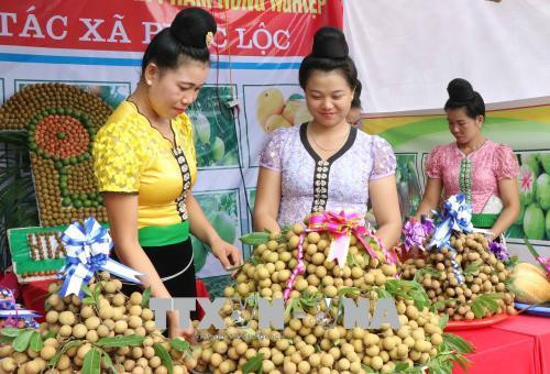 Nhãn Sông Mã góp phần xóa đói, giảm nghèo cho người dân