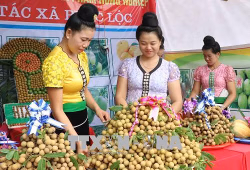 Nhãn Sông Mã góp phần xóa đói, giảm nghèo cho người dân