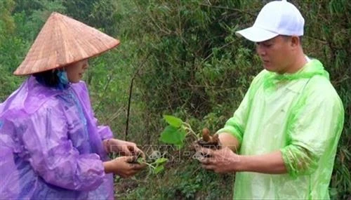 Hòa Bình trồng thử nghiệm cây Paulownia