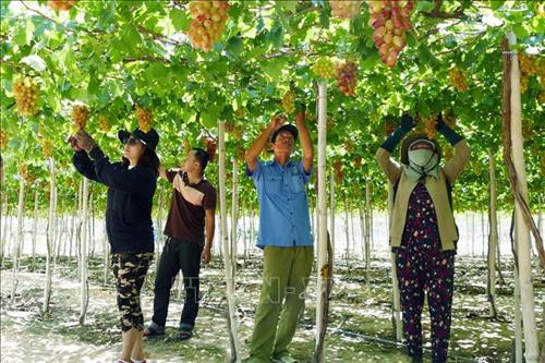 Các làng nho ở Ninh Thuận rộn ràng trước Lễ hội Nho và Vang 2019