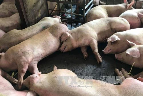 Tăng cường kiểm soát ở các cơ sở giết mổ