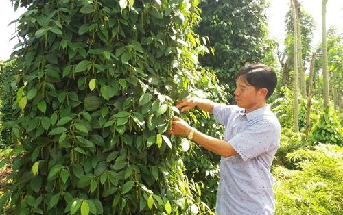 Giá tiêu xuất khẩu giảm tới 62%