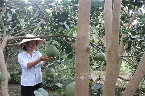 Chuyển đổi cơ cấu cây trồng trên đất lúa cho hiệu quả kinh tế cao ở Tiền Giang