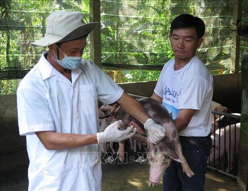Bộ Nông nghiệp và Phát triển nông thôn khuyến cáo người chăn nuôi không bán lợn bệnh