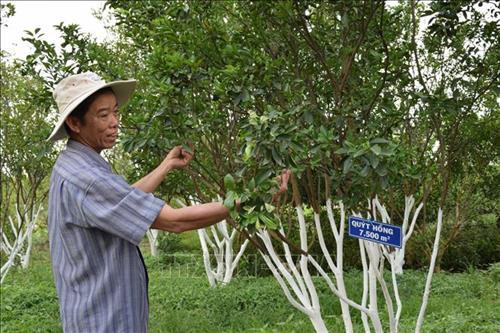 Khôi phục vùng quýt hồng Lai Vung