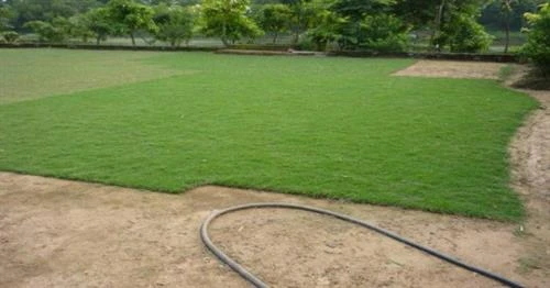 Cách trồng và chăm sóc cỏ nhung nhật