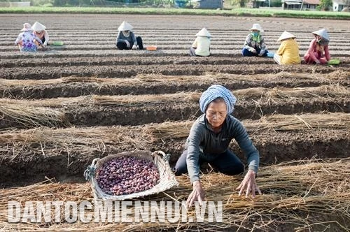 Vụ mùa thắt chặt tình thân ở Vĩnh Châu