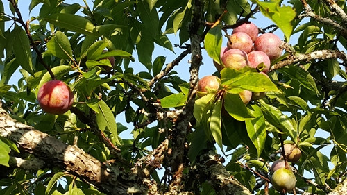 Thành công từ huy động sức dân
