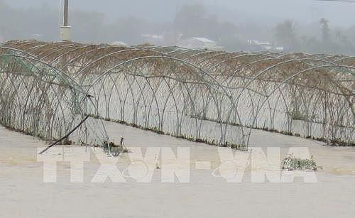 Đà Nẵng giá rau xanh tăng mạnh do mưa lũ