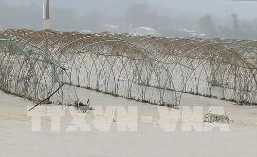 Đà Nẵng giá rau xanh tăng mạnh do mưa lũ