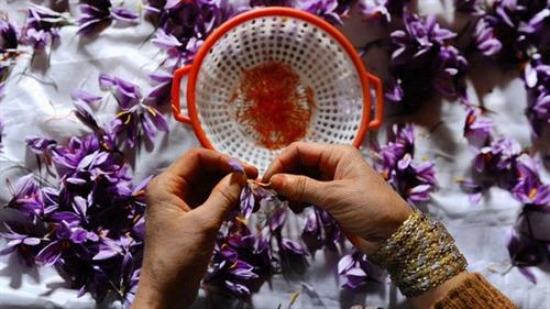 Nhụy hoa nghệ tây - Saffron có thật sự thần thánh không mà chị em nào cũng rủ nhau mua về làm đẹp?