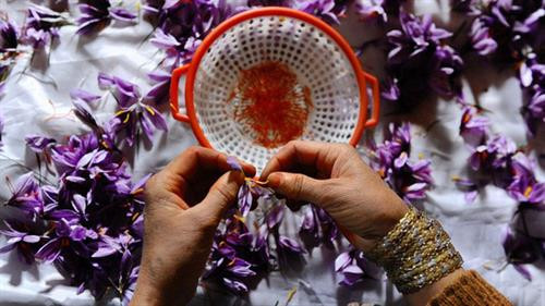 Nhụy hoa nghệ tây - Saffron có thật sự thần thánh không mà chị em nào cũng rủ nhau mua về làm đẹp?