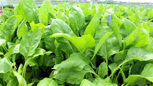 Phòng trừ sâu bệnh trên rau cải và cải bắp