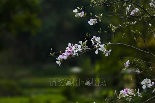 Sắc hoa Ban vùng cao Tây Bắc